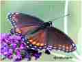 Liminitis astynax (aberrant, hybrid with archippus, rubidus, live) (Internet Image property of respective owner, non-commercial use only)